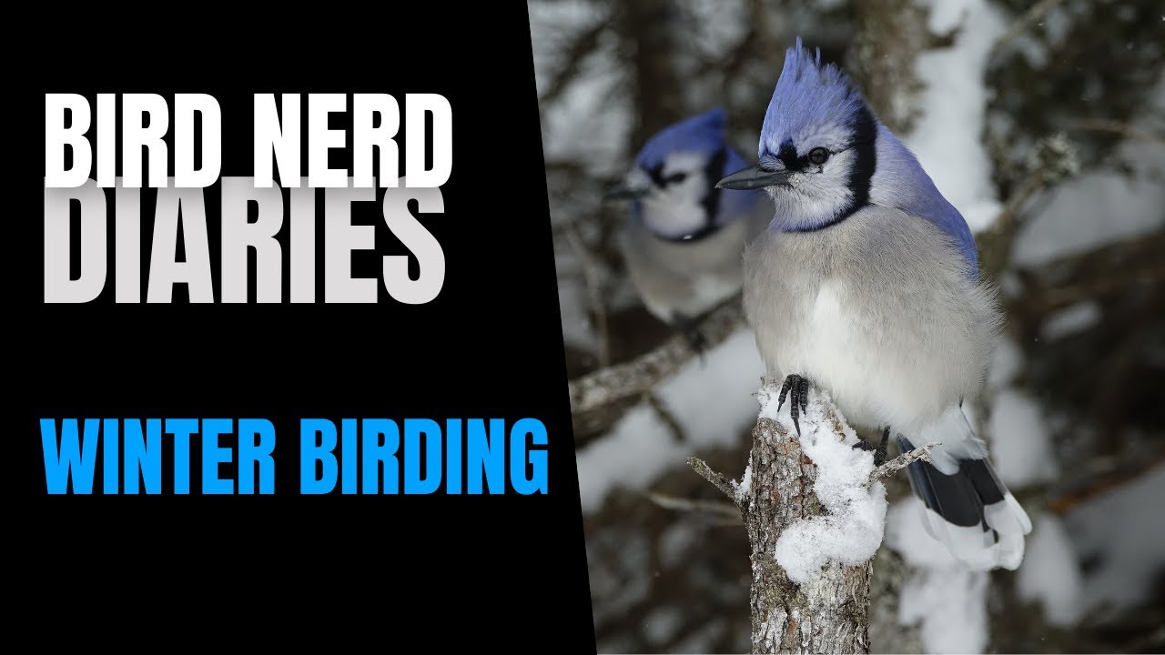Winter Birding | Bird Nerd Diaries