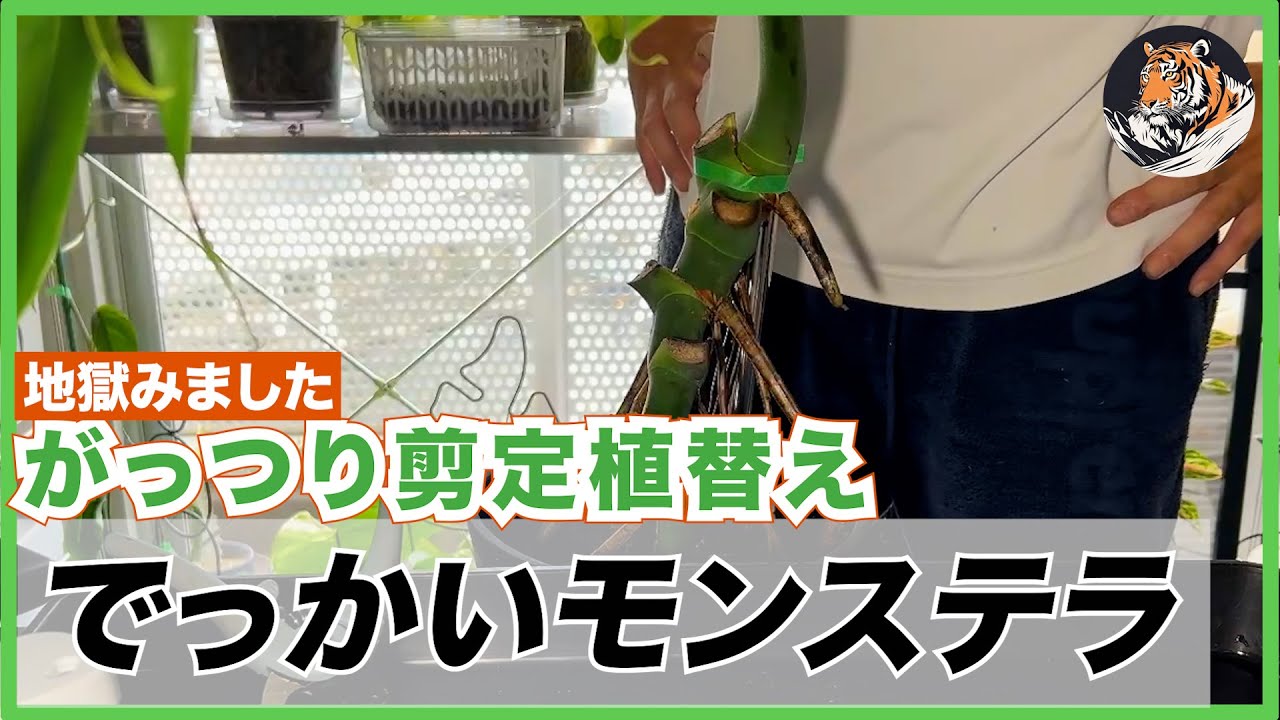 【モンステラ】大きくなりすぎたモンステラが倒れまくっていたので、がっつり剪定して植替えしたら地獄をみましたが、なんとかオシャレに仕立てました(たぶん)