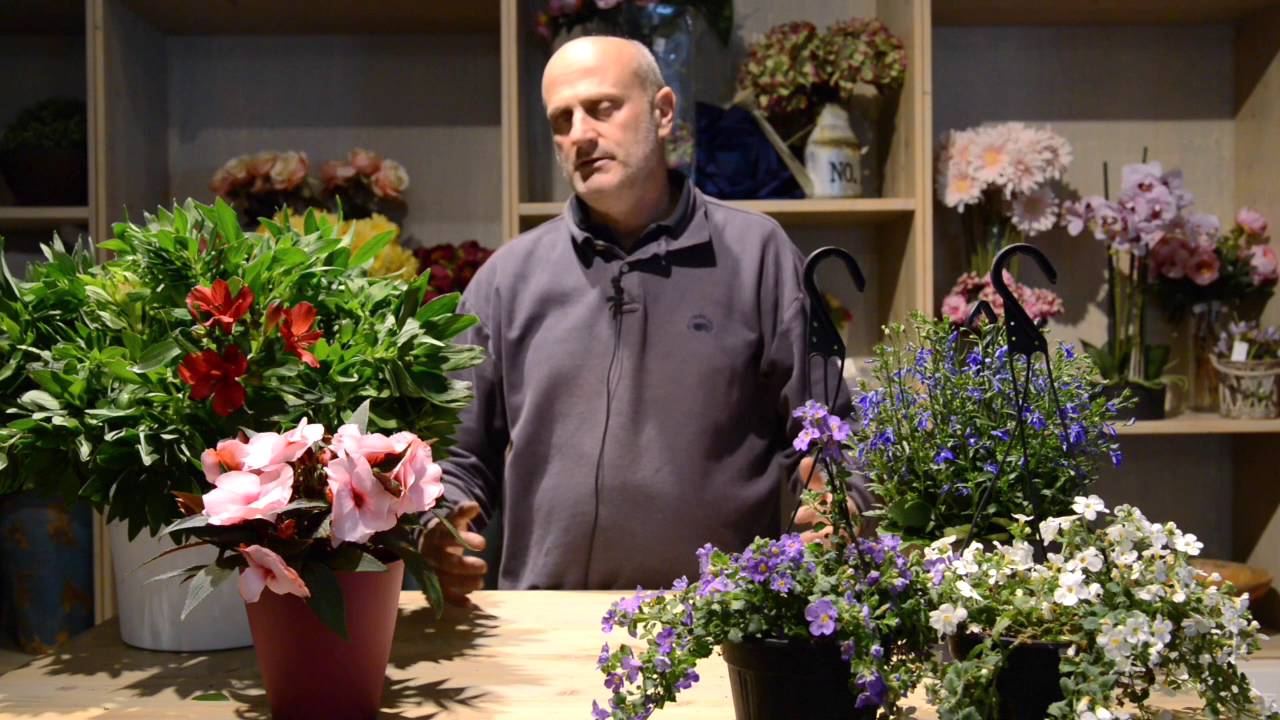 Case poco soleggiate: le piante da fiore che vivono all'ombra