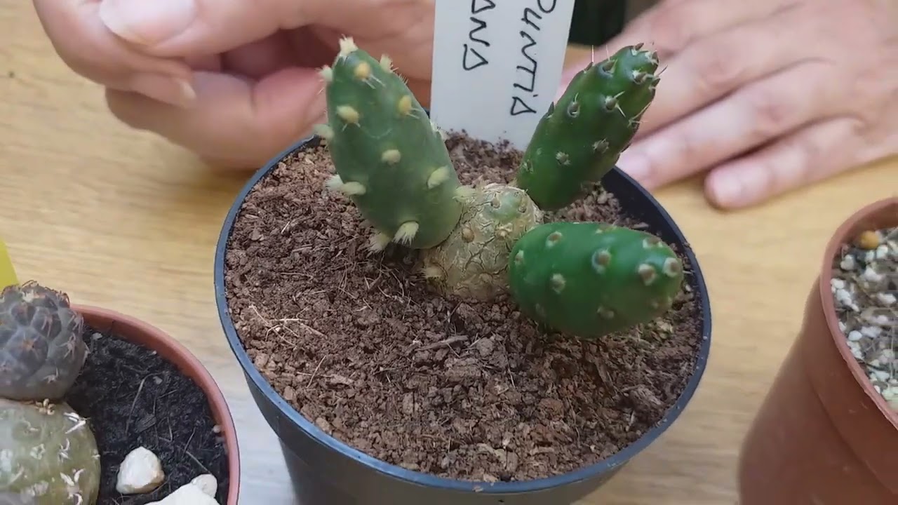 Opuntias y Punas de colección | Caktuky 🌵🌺🌸🌼🌵 T2