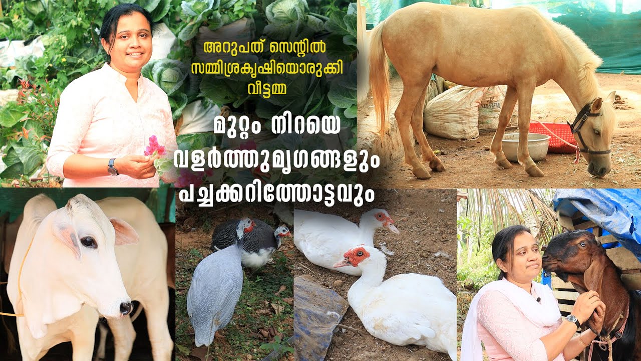 മുറ്റം നിറയെ വളർത്തുമൃ​ഗങ്ങളും പച്ചക്കറിത്തോട്ടവും| അറുപത് സെന്റിൽ സമ്മിശ്രകൃഷിയൊരുക്കി വീട്ടമ്മ