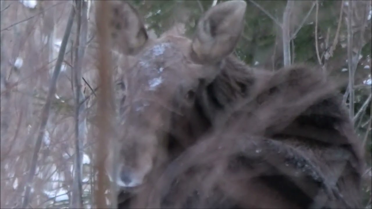 P&otilde;der Alces alces L&uuml;matu Alutaguse Virumaa 03 2023 Estonia