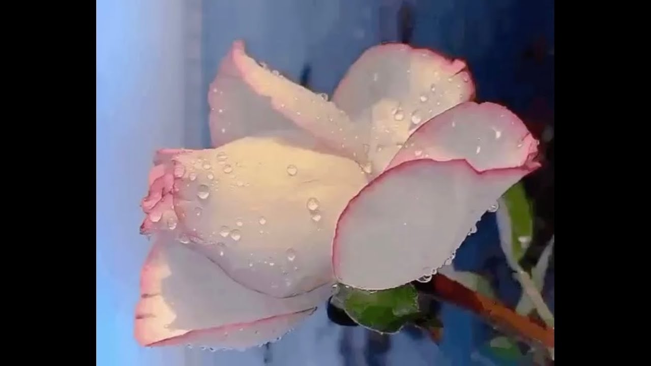 Любовь из них выше!!!!!