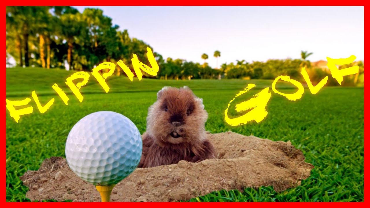 Join Us! Co-op GOLF WITH YOUR FRIENDS Flippin Fun Friday Party!