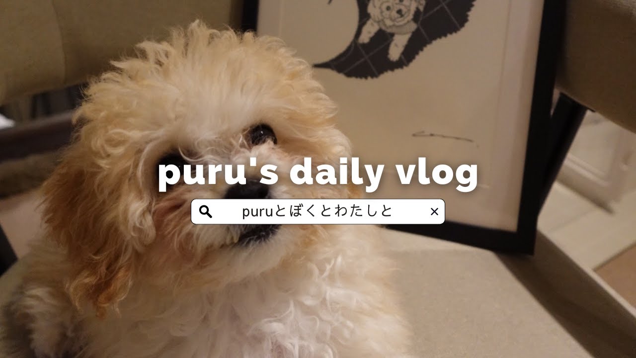 [vlog] 生後4ヶ月のpuruと4年目夫婦の日常｜puruワクチン接種｜クリスマスパーティー｜ビションフリーゼとトイプードルのミックス