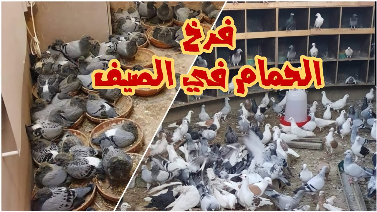 اساسيات فرخ الحمام في الصيف مع ابو مريم التونسي لايف