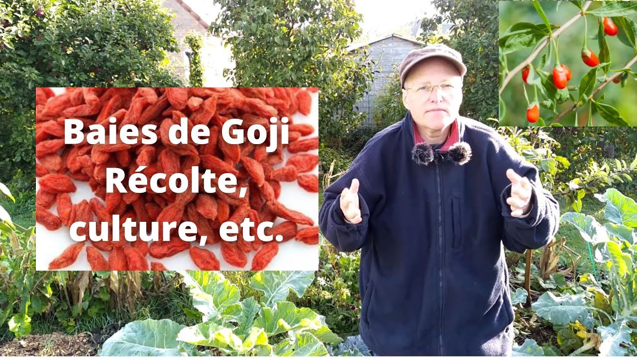 Baies de Goji - récolte, culture, séchage, bienfaits, etc