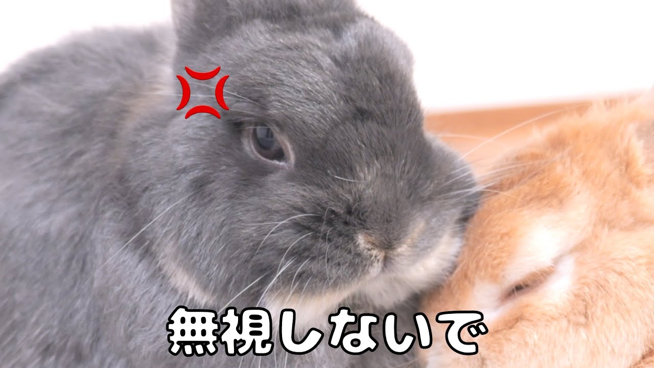 数時間かまってあげなかっただけで妹ウサギが怒ってめちゃくちゃ睨まれました【No.1222】