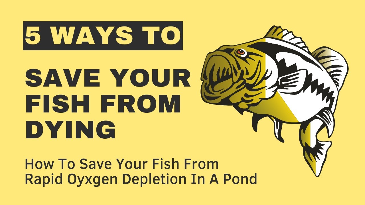 Save Your Fish From Dying - How To Avoid Rapid Oxygen Depletion In A Pond