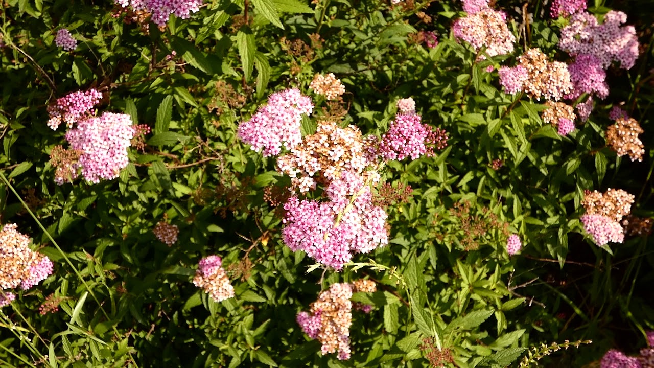 【一分動画】　🌳花シリーズ　シモツケ　下野 Japanese spiraea （バラ科）🌷