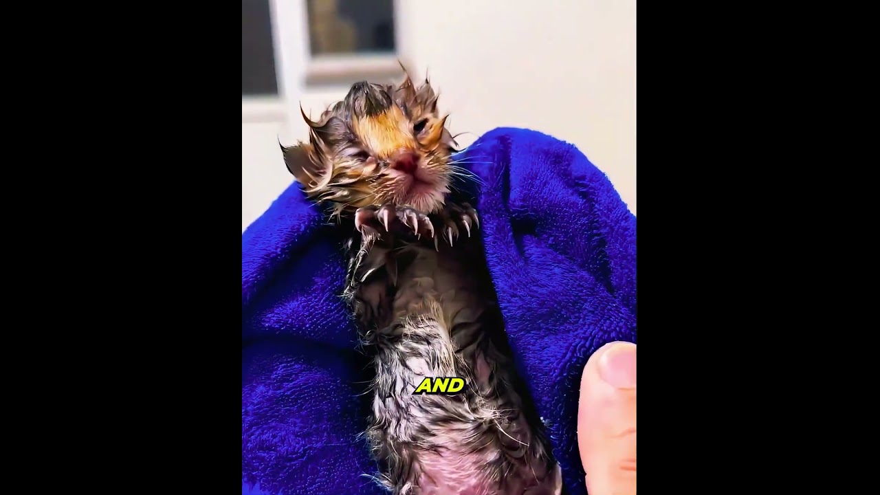 Tiny Cat Almost Didn&rsquo;t Make It&hellip; But Watch What Happens! #shorts #animals #cat