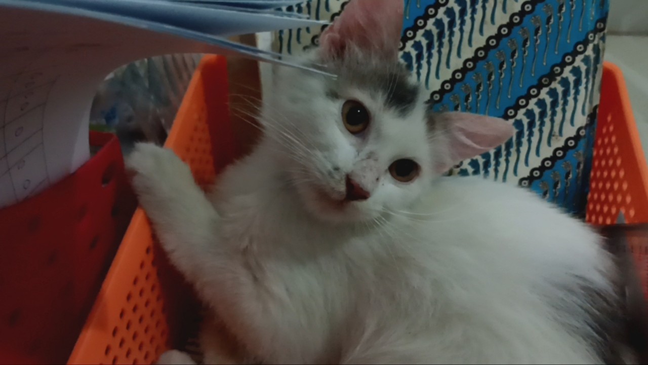Kucing Milky yang tidur dimana-mana.Part 2.