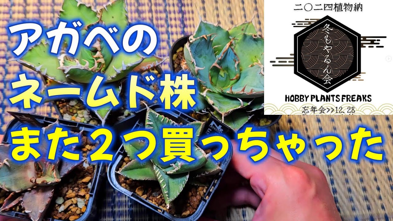 コレクション追加！アガベのネームド株を２つ購入！鬼爪！SAD！白鯨！赤猫！チタノタ オテロイ ビカクシダ ビザールプランツ 塊根 株 イベント