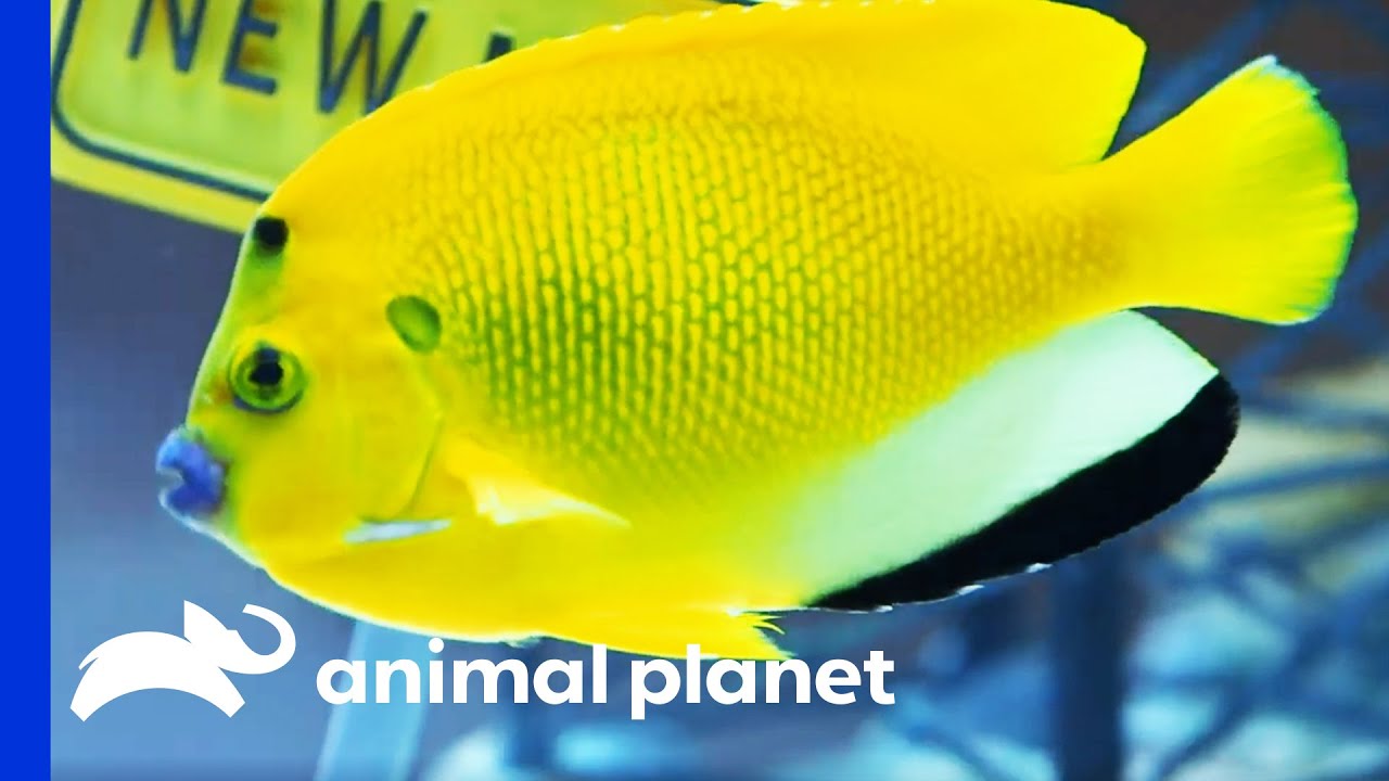 Awesome Route 66 Tank Is Filled With Beautiful Colorful Fish | Tanked