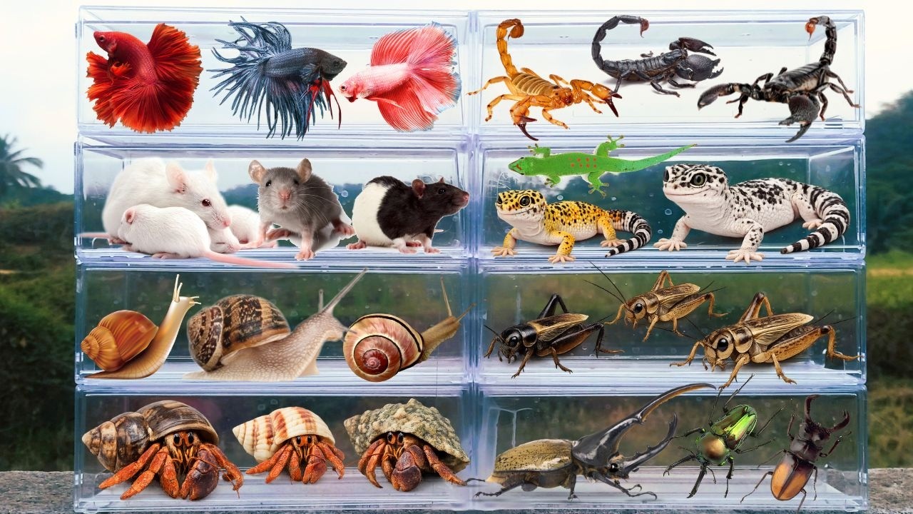 I am hunting for insects in the garden I found a Scorpion, Gecko, Mouse, Beetle, Betta Fish, Cricket