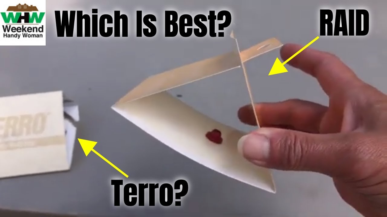 Which Pantry Moth Trap Works Best? Terro vs Raid Traps Overview and Results #Terro #Raid