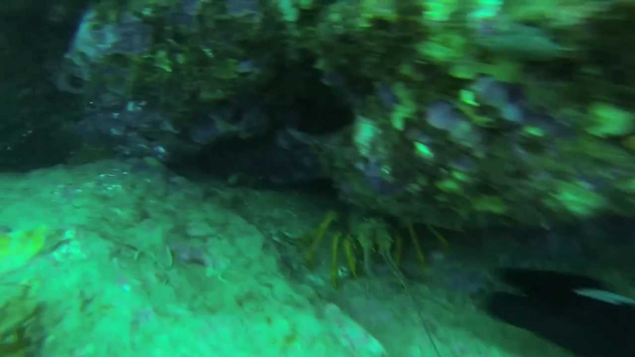 Crays and king Fish Tasman Bay NZ