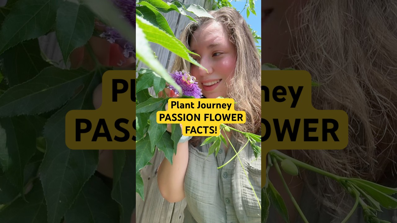 How to pollinate passion flower fruit! Passion flower facts!#beginnergardening #planttok #plantfacts