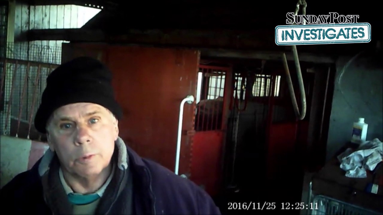 Sunday Post Investigates: Greyhound trainer Jock Balmain