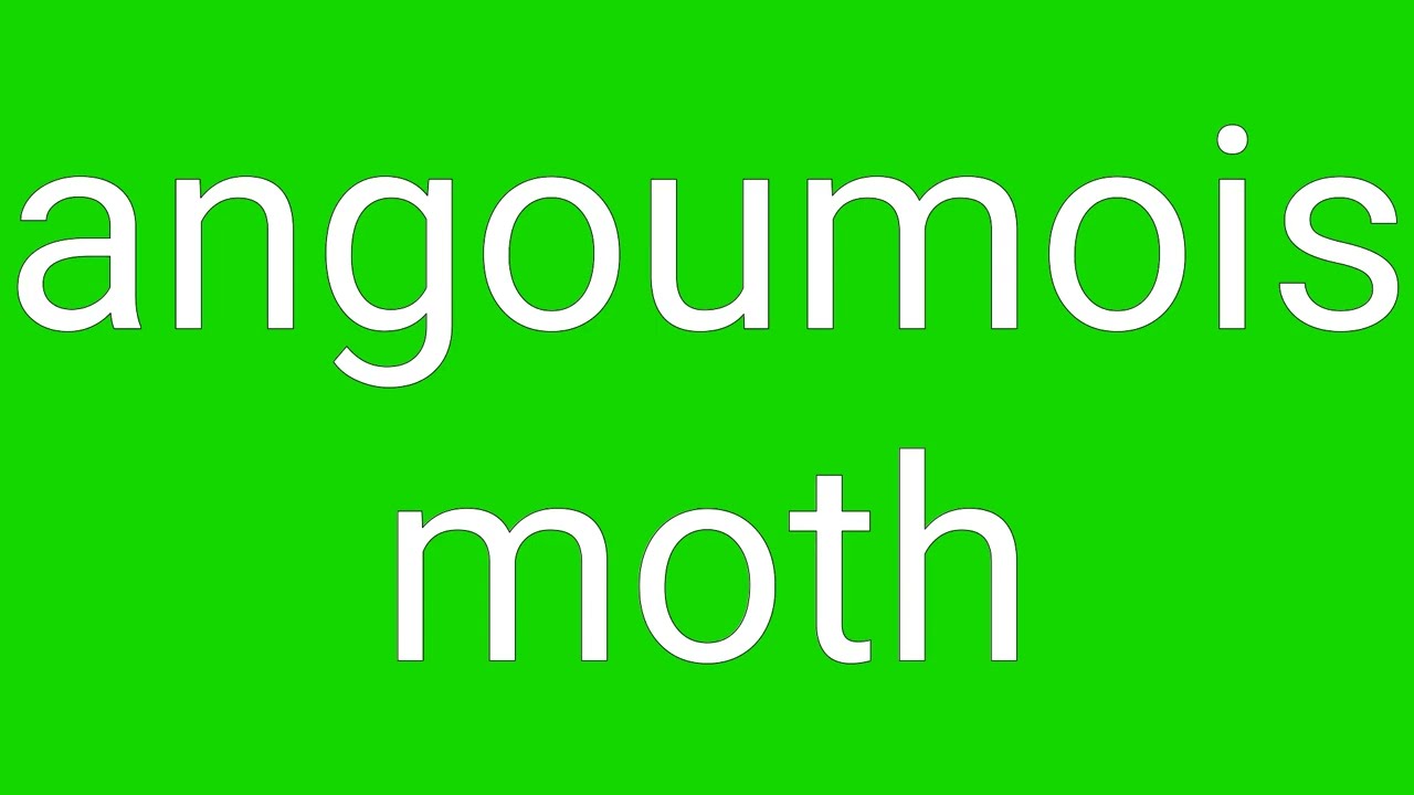 Angoumois Moth Definition & Meaning