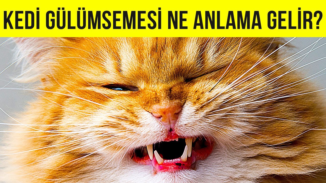 Bir Kedi Size Gülümsüyorsa Bunun Anlamı Düşündüğünüz Şey Değildir