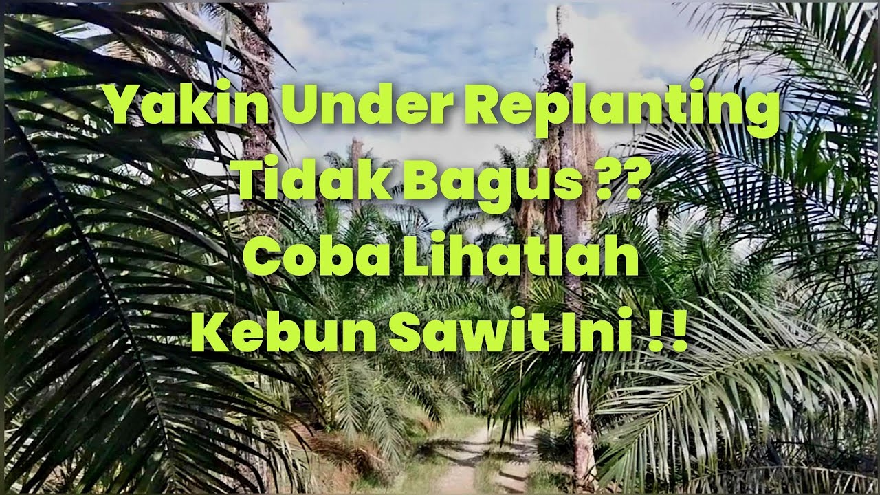 Underplanting Kelapa Sawit, Bagaimana Pertumbuhannya ?