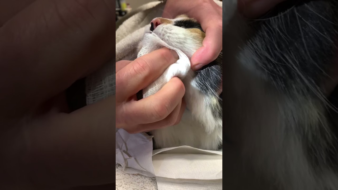 Remove dental plaque in a cat.