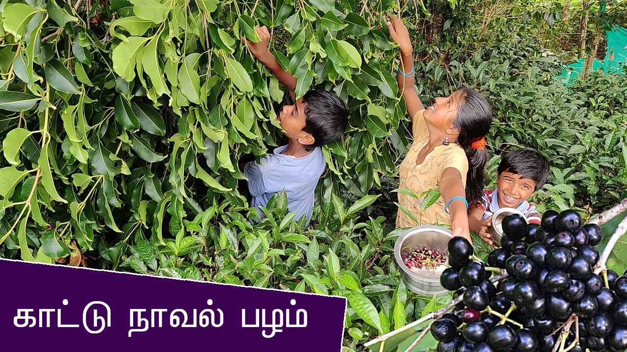 காட்டு நாவல் பழம் தேடி ஒரு பயணம் 🥰- Naaval palam Nilgiris