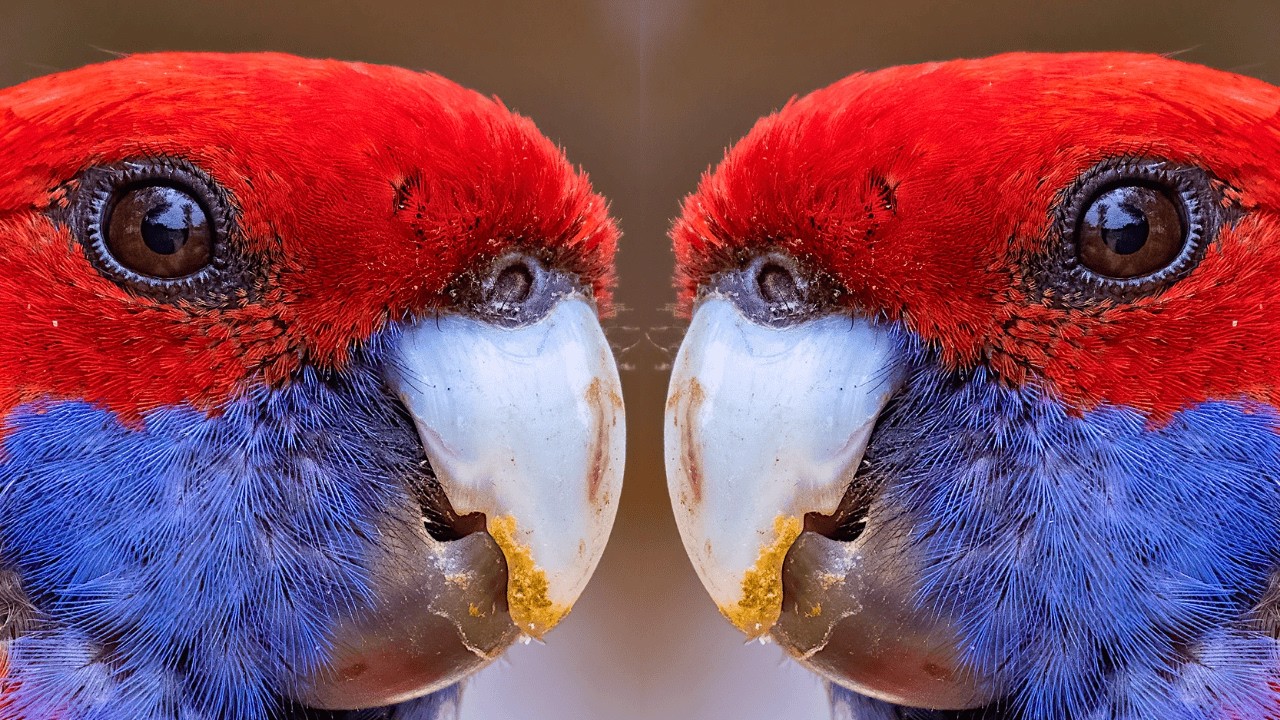 Crimson Rosella Behavior and Personality Traits Australia