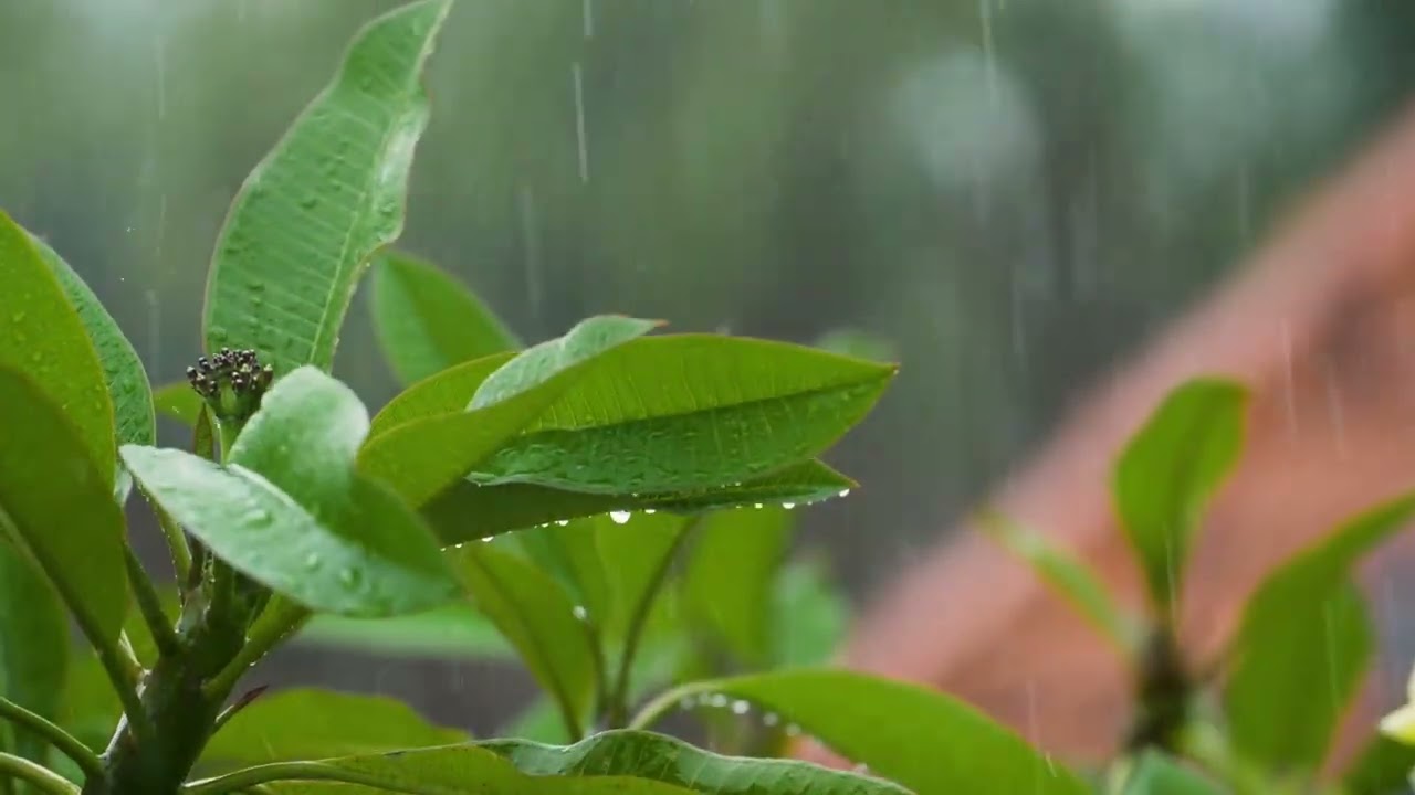 Soft Rain on Green Leaves 🌿 Natural Rain Sounds for Sleep & Relaxation (No Music)