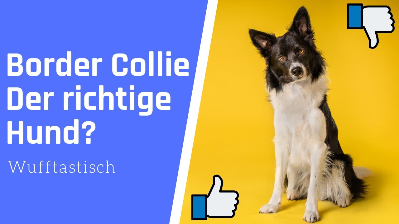 Ist ein Border Collie der richtige Hund für dich? 🔥