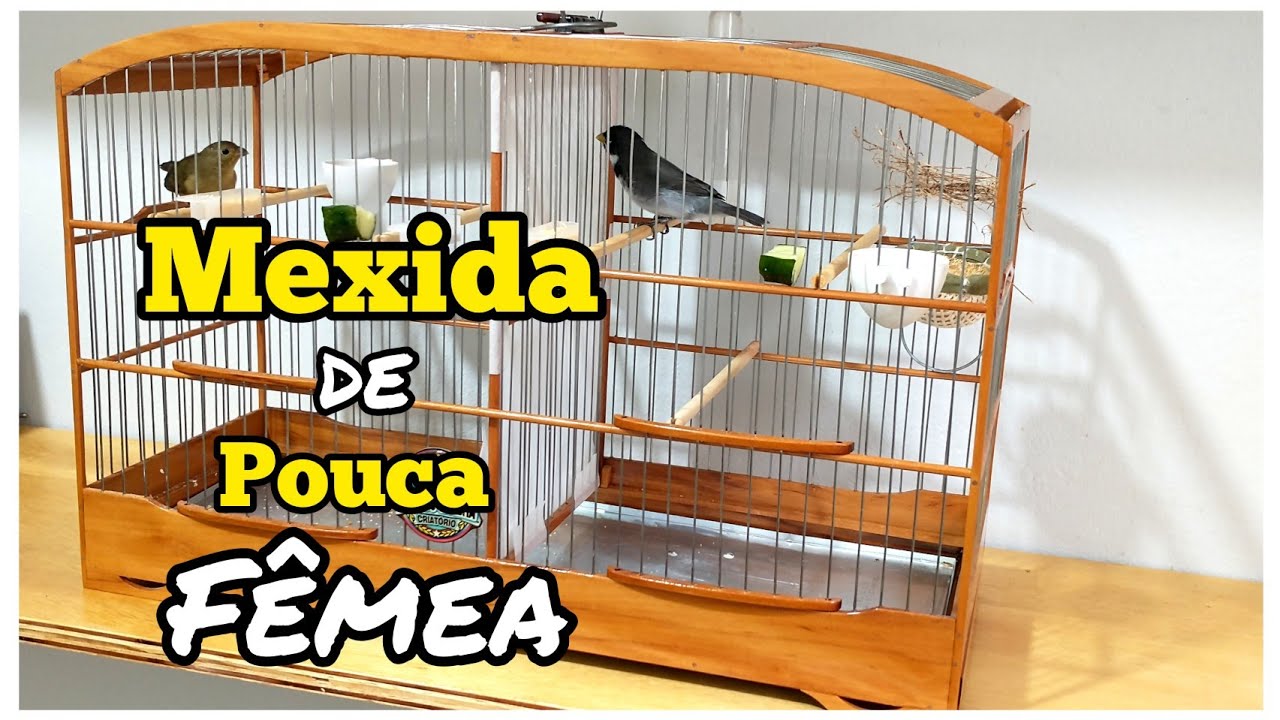 MEXIDA para ACERTAR seu COLEIRO ou PAPA- CAPIM de POUCA FÊMEA