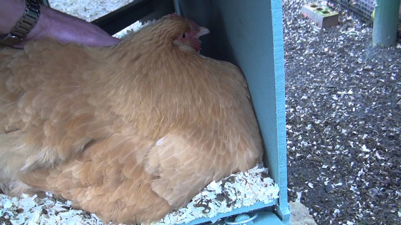 Broody Buff Orpington