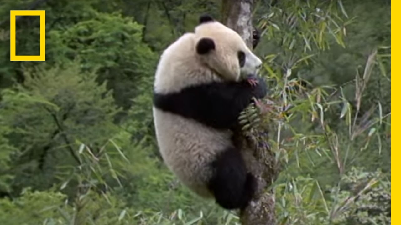 Elusive Giant Panda | National Geographic