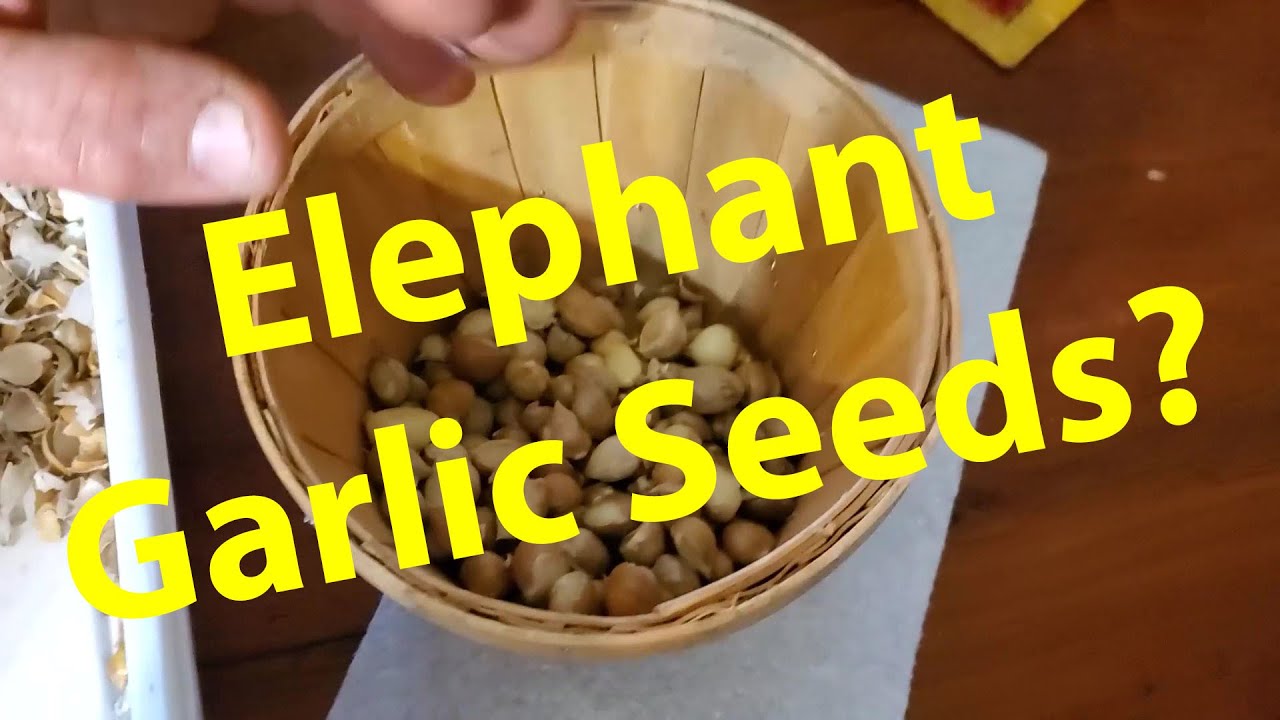 Planting Elephant Garlic Nodule Experiment