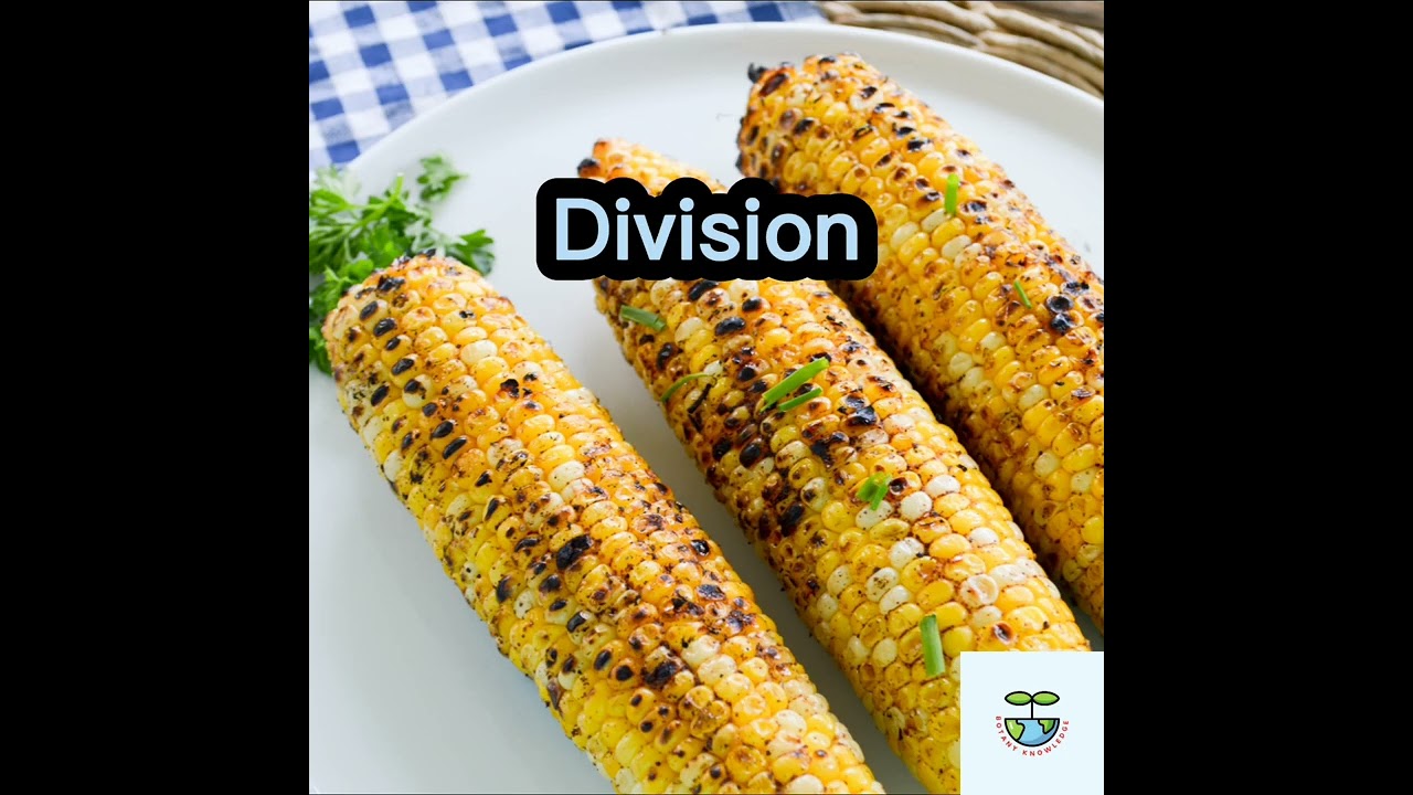 Classification of Maize