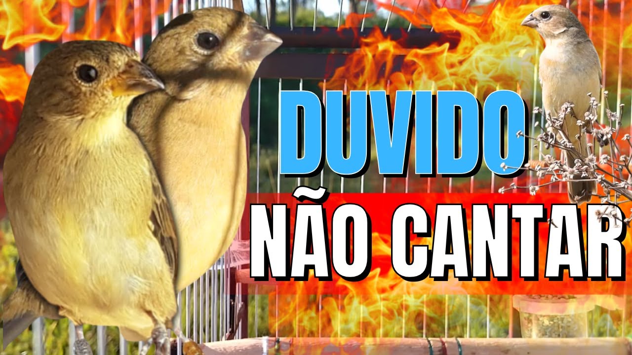 FÊMEA DE COLEIRO CHAMANDO MUITO QUENTE FOGOSA E PIANDO - ESQUENTE SEU COLEIRO FRIO