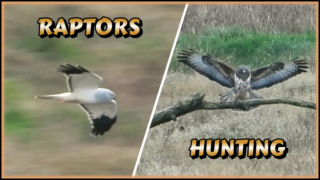 Birds Of Prey Hunting Over Marshland 👀 Hen Harrier and Buzzard in Flight