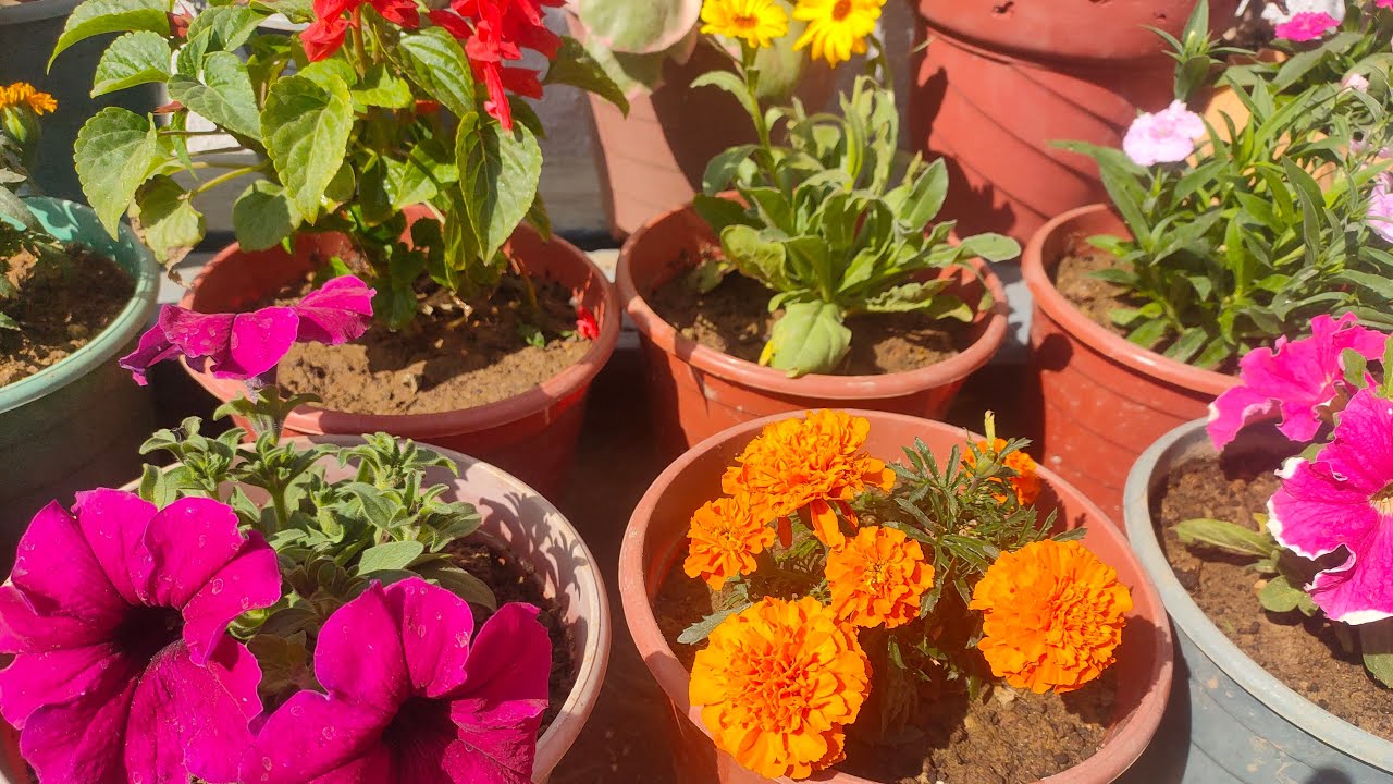 how to grow your plants 🪴 Home 🏠 Gardening tips #live #plant #garden #tips