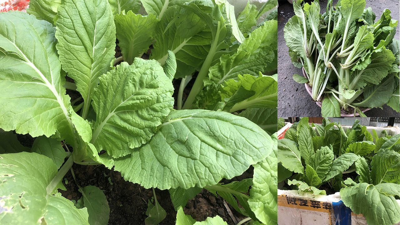 How to grow Chinese Cabbage at home, Fast harvesting in 25 days