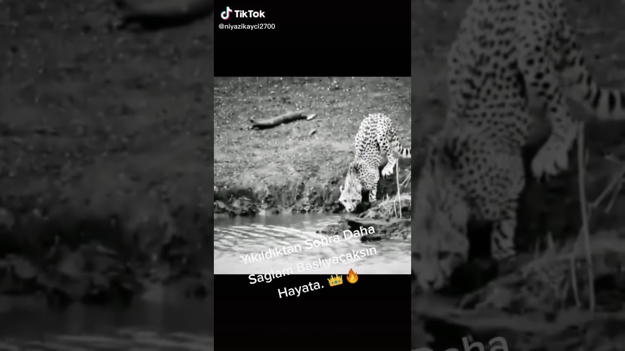 BEBIR QAZANDI🐅👑