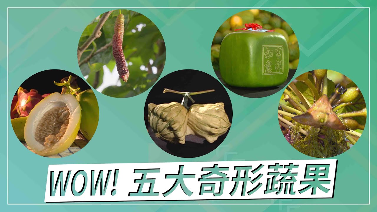 草地狀元-WOW!!!五大奇形蔬果(2020.08.24播出)