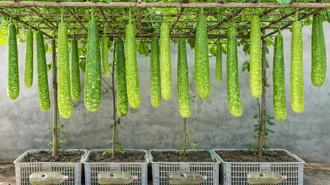 I Can't Believe! Growing Gourds In Plastic Containers So Easy, So Many Fruits