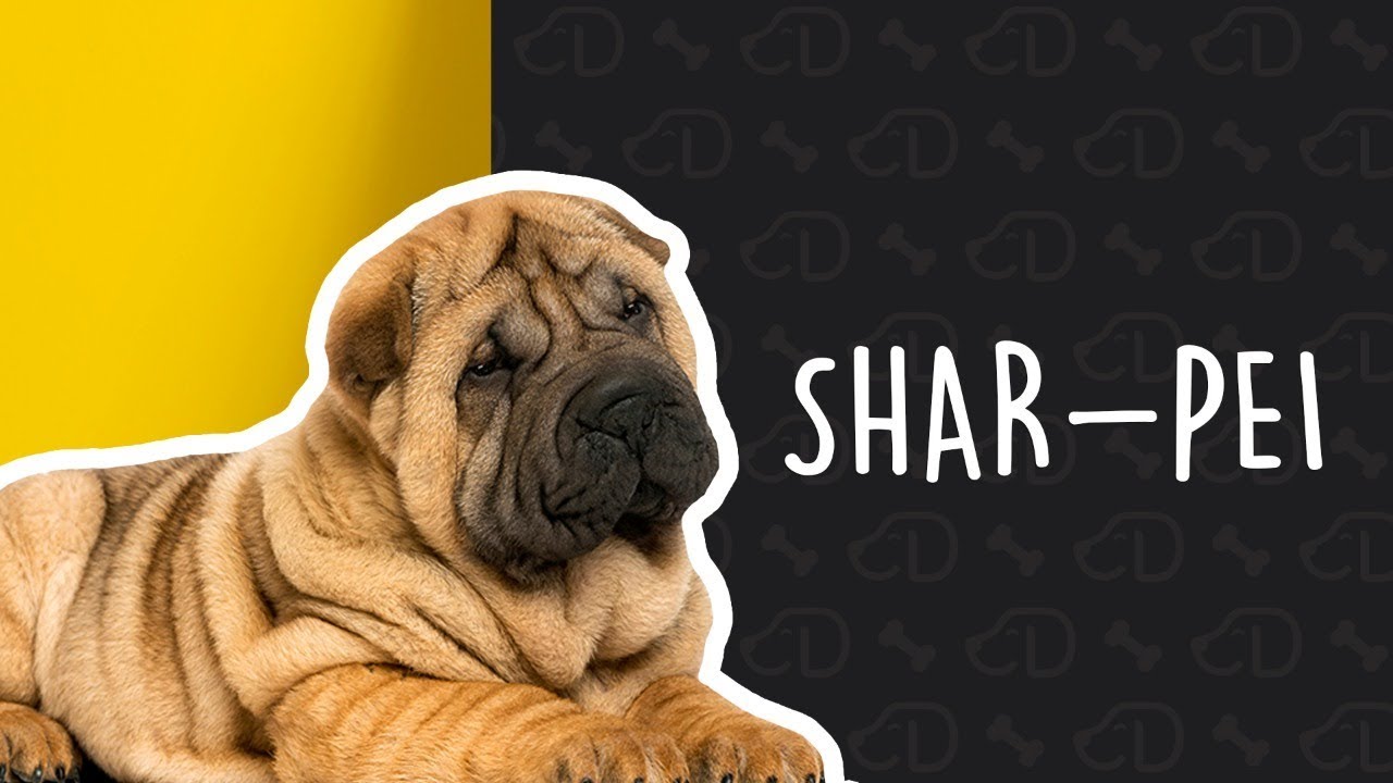 Tudo sobre o SHAR-PEI! #Dogueiros #SharPei #Raças