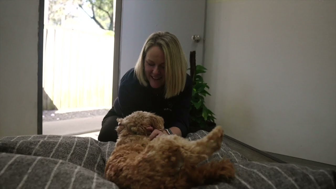 The Best Place for Your Pet to Stay | Premium Pet Boarding at Hanrob
