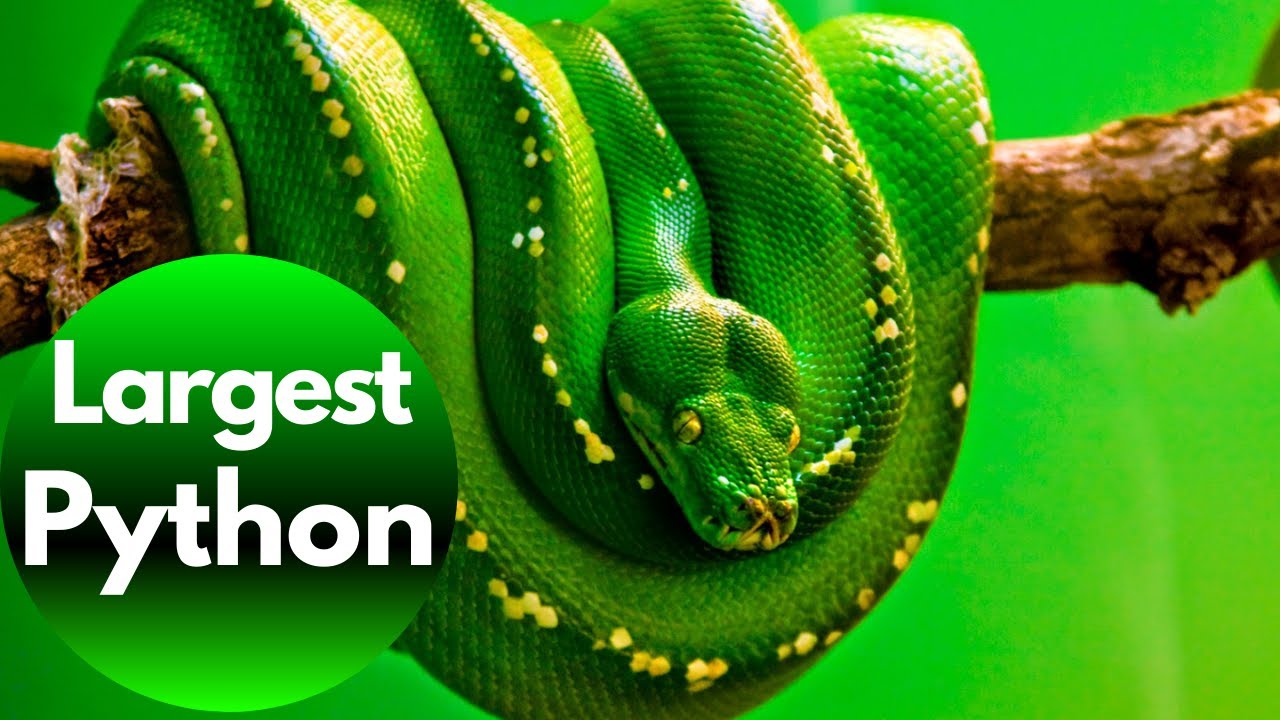 10 Largest Species of Python Found in the World