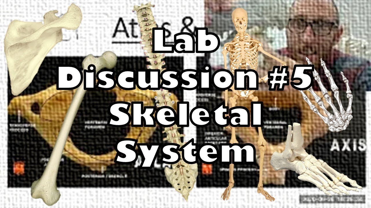 Lab Discussion #5 - Skeletal System - Ohio University