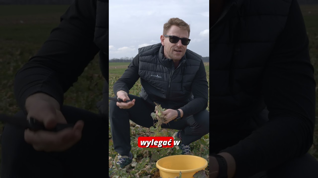 Chowacze w rzepaku &ndash; kiedy i czym zwalczać? Aktualne zalecenia