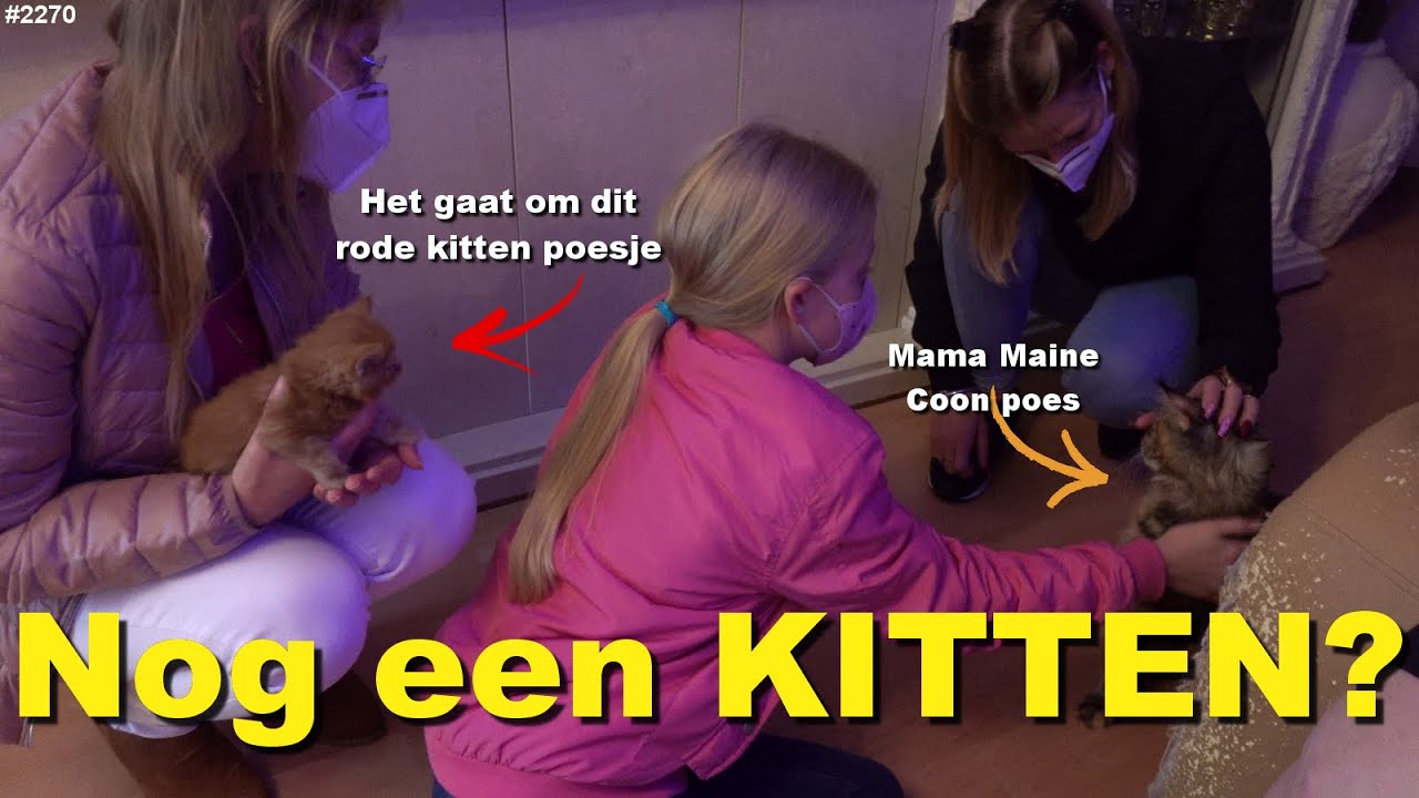 Nog een MAINE COON KITTEN? Er komt nog een ROOD POESJE bij. Op bezoek bij de CATTERY #2270