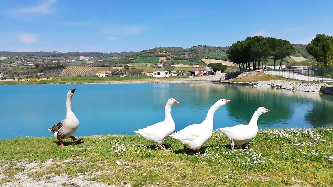 Oche Romagnole e Cignoidi ai Laghi Santarelli